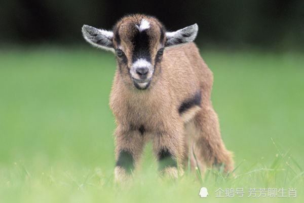 今天晚上澳門三肖兔羊蛇,實(shí)地驗(yàn)證策略具體_強(qiáng)勁版9.513